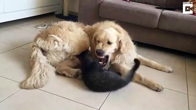 Je te mange, je te mange pas, je te mange... Je te mange pas! Chien et chat adorables