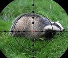 BBC Radio 4 - Farming Today - badger cull figures 22Dec17