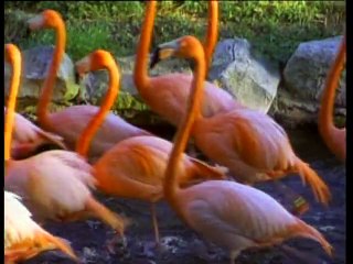 Baby Einstein - Baby Van Gogh (2000)