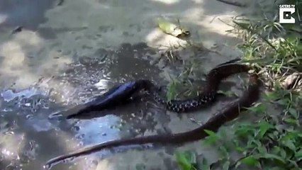 Fish fighting with snake
