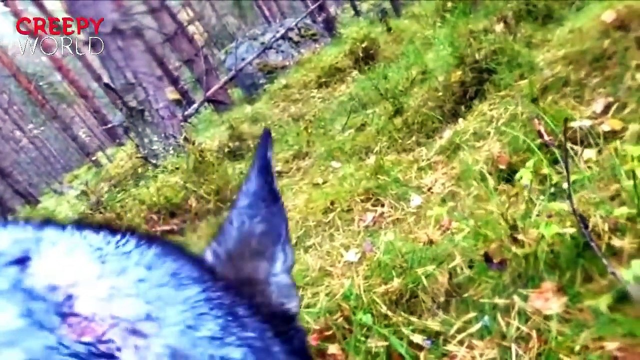 Guy Who Put A GoPro On His Dog Is Chilled To The Bone When He Looks At The Footage