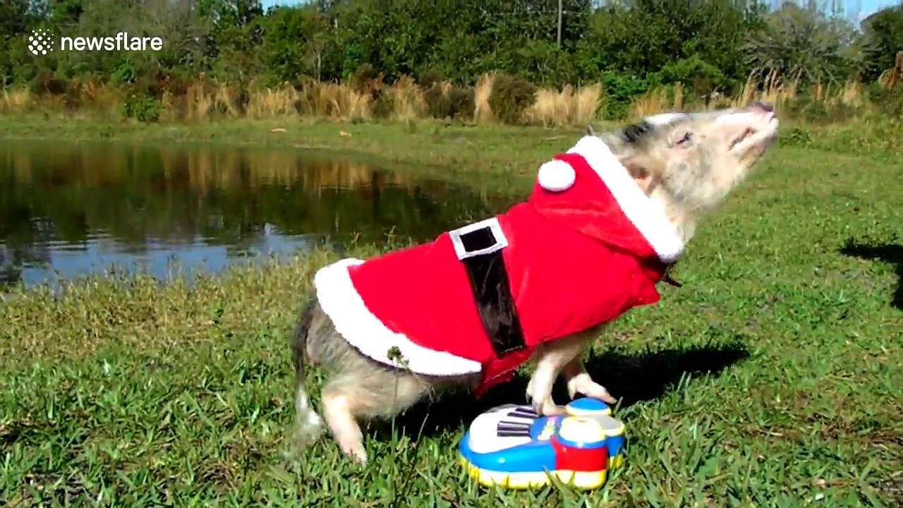 Ce cochon père Noel joue du piano !! Trop bizarre....