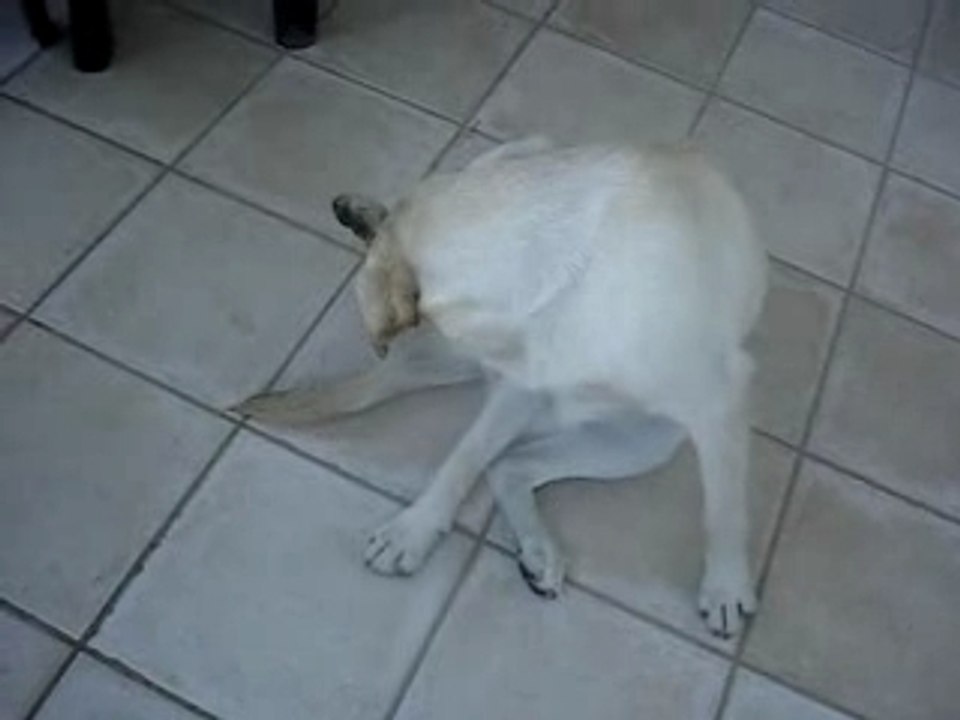 Bella nutella