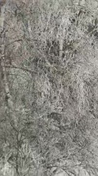 Ice Covers Tree Limbs After Ice Storm Blankets Gardner