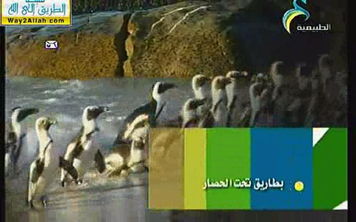 حصار طيور البطريق بين الصحاري والماء