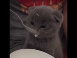 子猫がスプーンで一生懸命ミルクを飲む姿がかわいすぎる！w