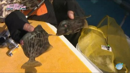 神奈川三崎市　三崎漁港でカワハギフェスティバル　カワハギを釣る！！カワハギフェスティバル　　　Kawaga Festival at Misaki fishing port in Kanagawa Misaki shi ci Kawahagi