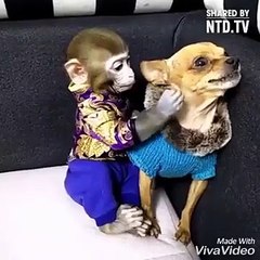 Whatsapp Funny Status - Monkey vs Dog - Animal Funny Video