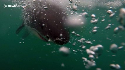 Distinctive great white chomps the bait in South Africa