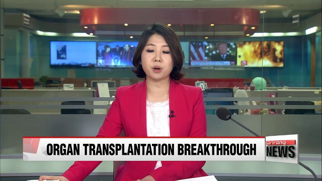 Pig organs to be used for transplants