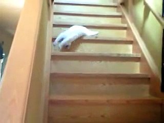 Funny Cat going Down the Stairs - Funny Video