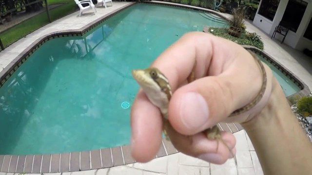 Ce lézard est aussi appelé Jesus Christ Lizard