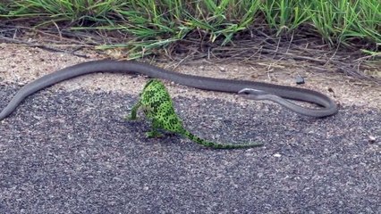 Un serpent s'en prend à un caméléon mais regardez ce qui va le sauver... Incroyable