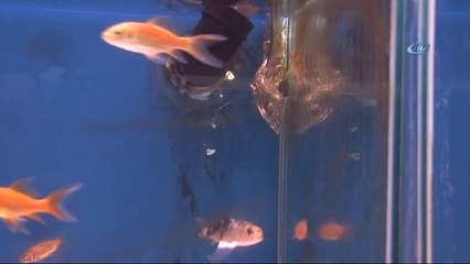 12 Farklı Müziğin Balıklar Üzerindeki Etkisini Araştırıyorlar