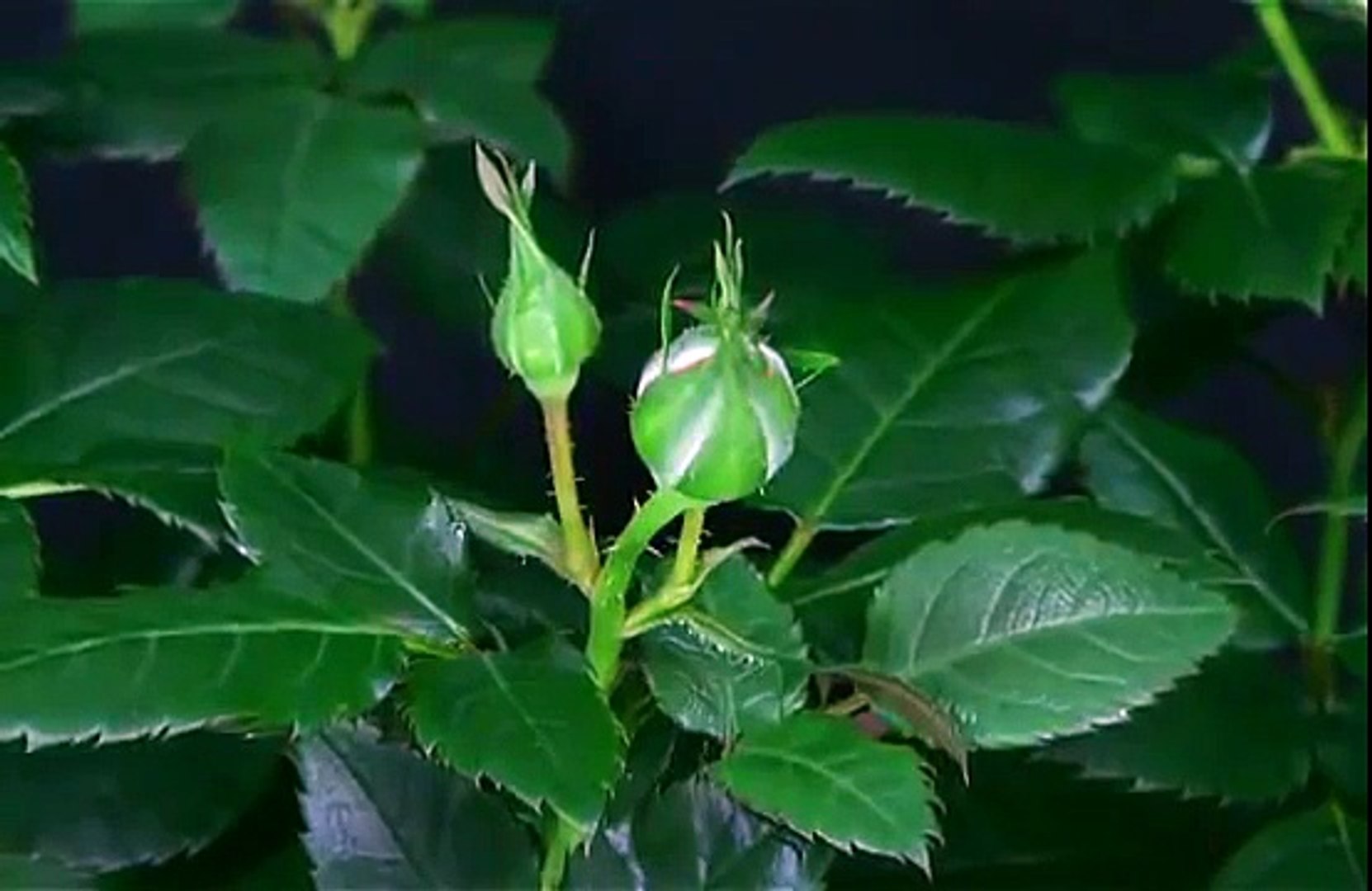 Nature WhatsApp Video Status - Beautiful Flower Video Status ...