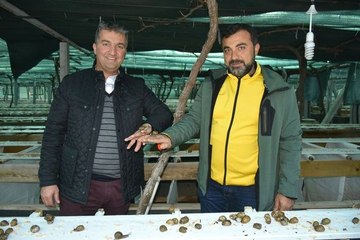 Türkiye'de Bir İlki Başardılar! Salyangoz Yetiştirip, İhraç Edecekler