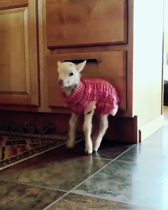 Baby Goat love this voice!!