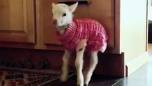 Baby Goat love this voice!!