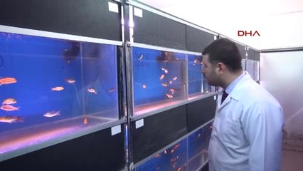 Çanakkale Müzik ve Seslerin Balıklar Üzerindeki Etkisini Araştırıyor