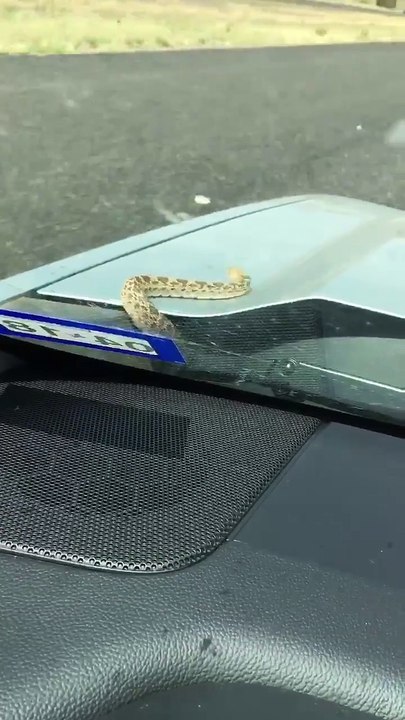 Snake in the car
