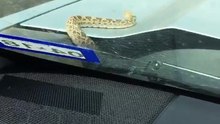 Snake in the car