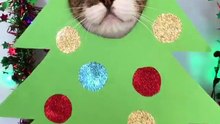 Christmas Cat