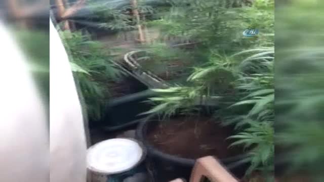 Teras Katındaki Hint Keneviri Serasında 350 Kök Kenevir Ele Geçirildi