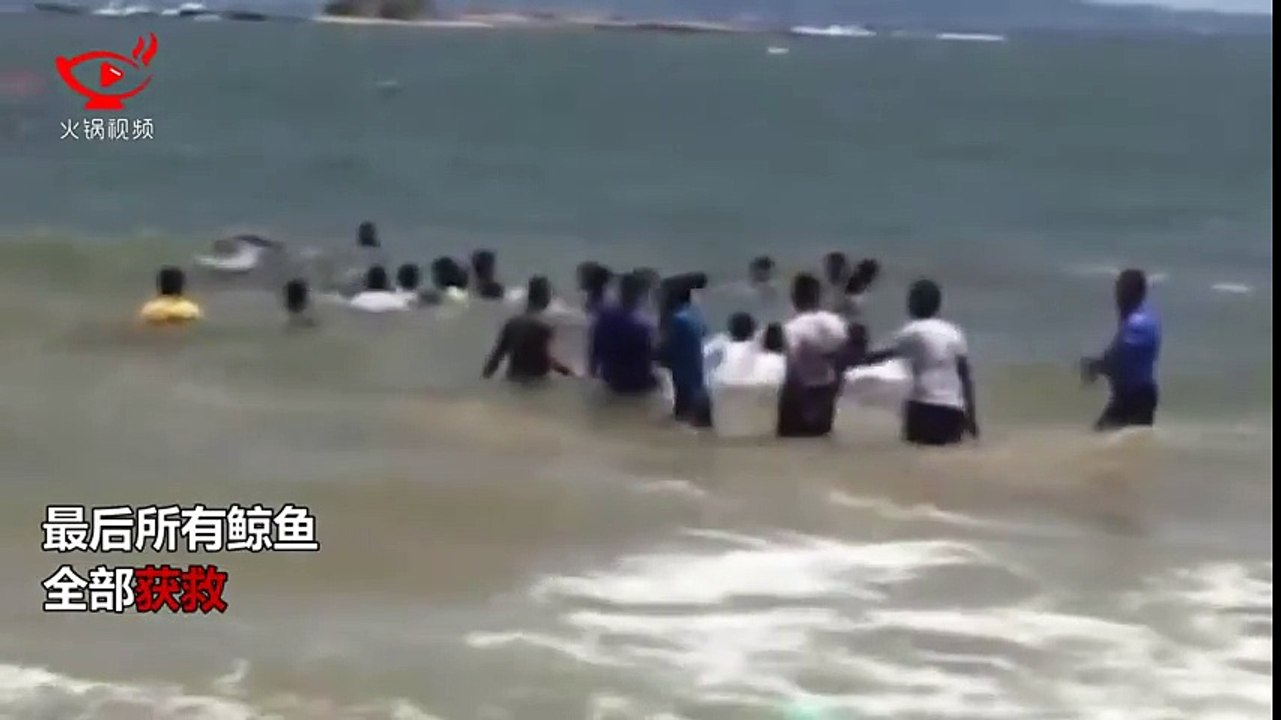 斯里兰卡飓风袭来 20条鲸鱼被冲上岸