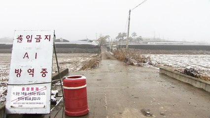 '성탄연휴에 퍼질라' AI 비상 상황실 운영 / YTN