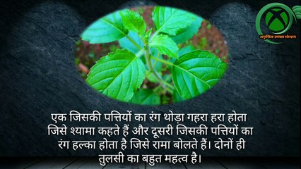 रोज़ सुबह खाइये तुलसी की पत्‍तियां... दवाइयां जाएंगे भूल