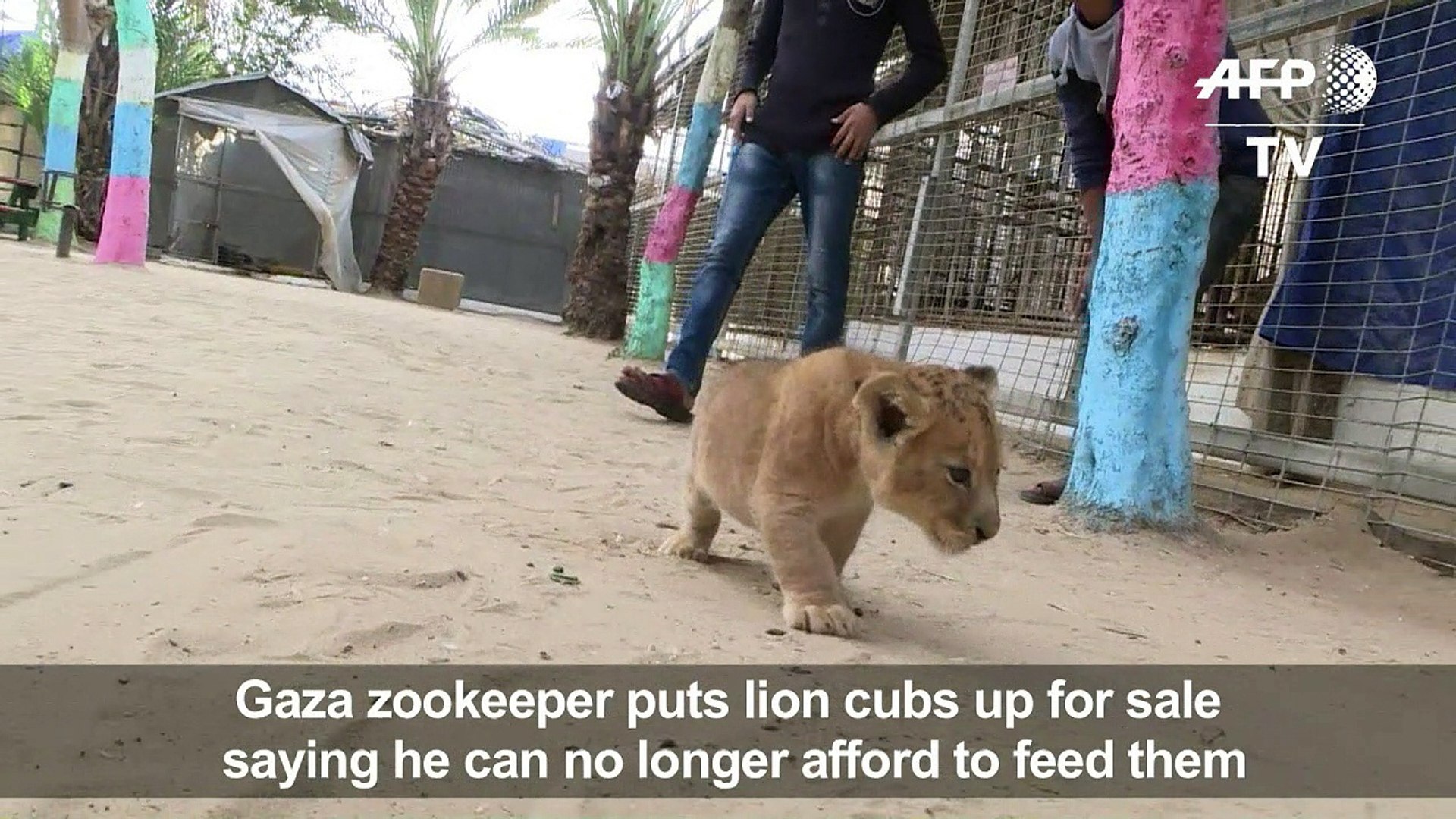 ⁣Gaza zookeeper puts lion cubs up for sale