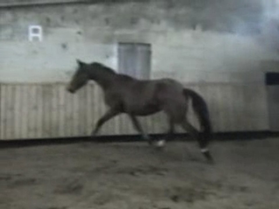 Queenie de la Barre - F - 3 ans (cheval à vendre)