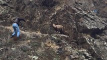 Artvin'de Vatandaşların Yaralı Dağ Keçisini Kurtarma Mücadelesi