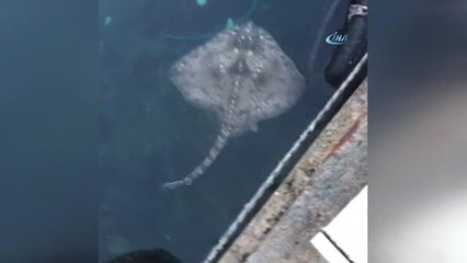 Bostancı Sahili'nde Vatozlar Karaya Vurdu