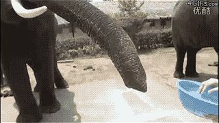 funny animal gifs elephant steals phone  Find, Make & Share Gfycat GIFs
