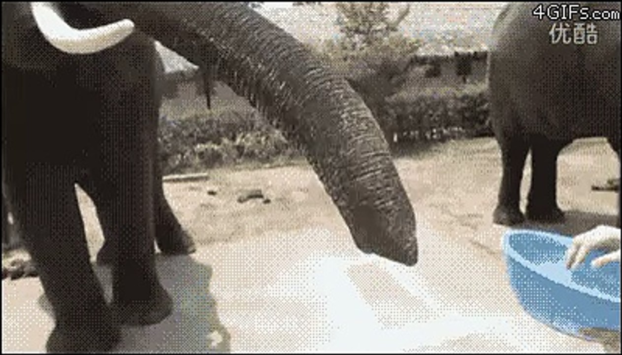 funny animal gifs elephant steals phone  Find, Make & Share Gfycat GIFs