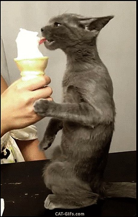 Kitten  Find, Make & Share Gfycat GIFs