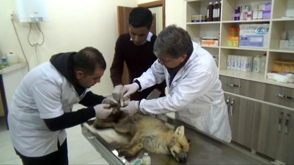 Yaralı tilki tedavi altına alındı