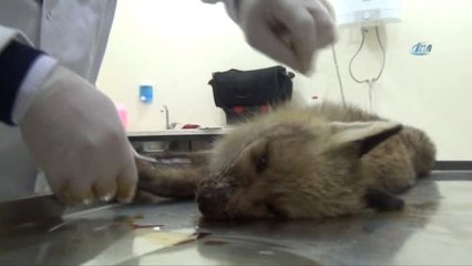 Yaralı Tilki Tedavi Altına Alındı