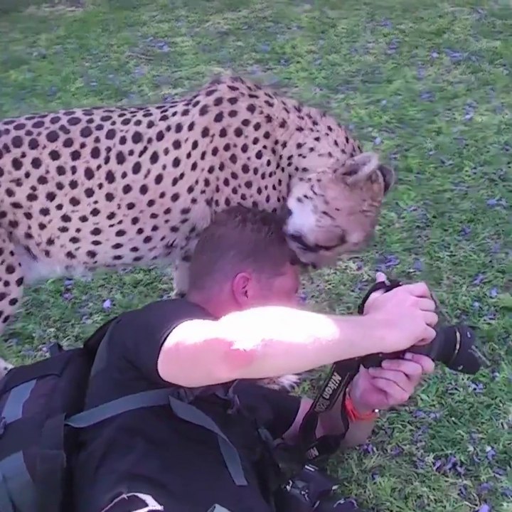 Quand il est trop tard pour fuir face à un léopard trop amical
