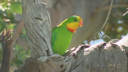 هذا الصباح-مخاوف من انقراض بعض أنواع الببغاء