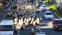 Trabzon'da Koyun Sürüsü ile Karayoluna Girdi, Trafik Karıştı