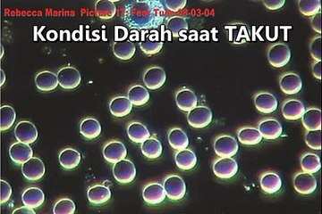 Mengenal Hubungan Menarik antara Darah dan Emosi Manusia 🧠