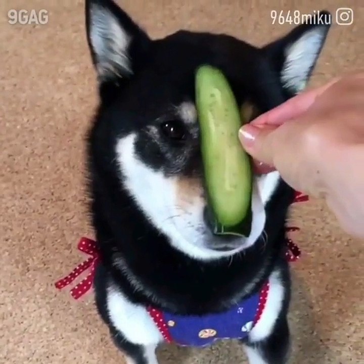 Ninja + doggo =ninjago! -Miku, I'm the fastest treat-catcher alive.