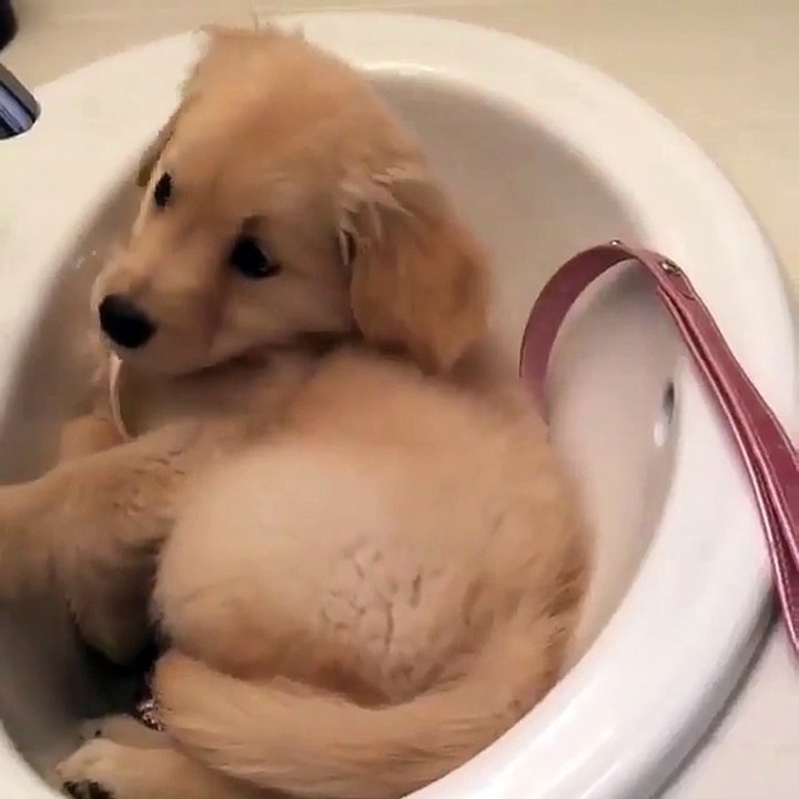 Golden Retriever puppy Chilling in Sink - So Cute