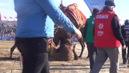 Aydın Develer Efeler Diyarında Güreşti