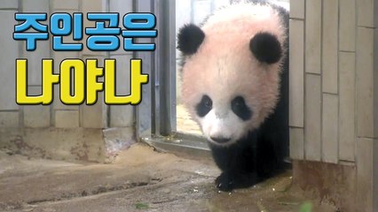 [자막뉴스] 일본은 지금 아기 판다 재롱에 푹~ / YTN