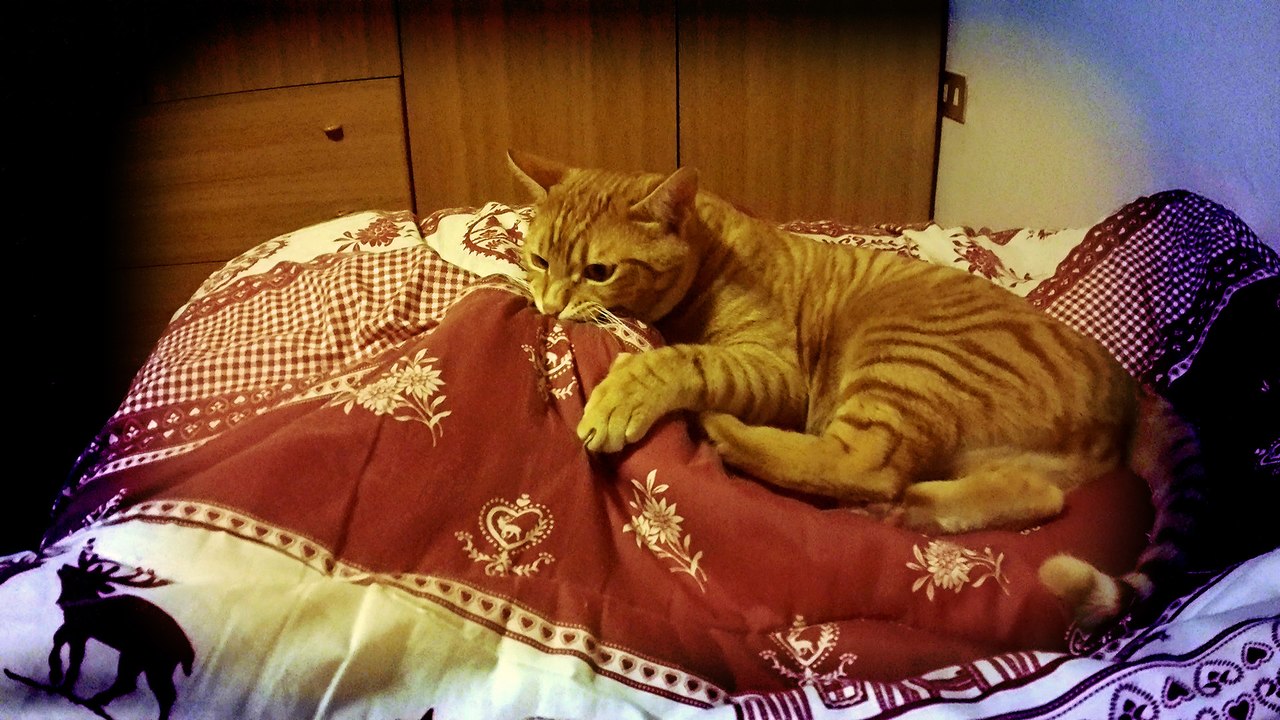 Mao Tse-Tse (Davide Van De Sfroos - Gira Gira) - 4K UHD