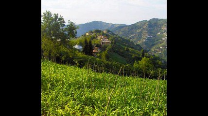 Çarşıbaşı Taşlıtepe Köyü