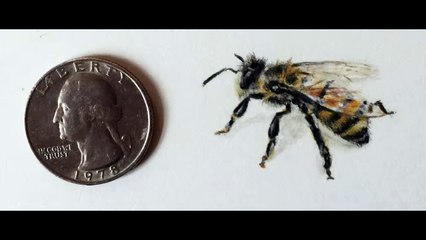 Tiny Drawing Exercise - Colored Pencils-1cni28FQIZs